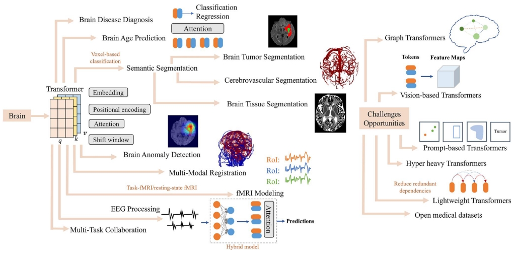 Understanding the brain attention: A survey of transformers in brain sciences
